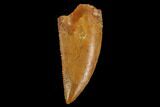 Serrated, Raptor Tooth - Real Dinosaur Tooth #124258-1